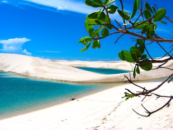A serene landscape featuring white sand dunes and bright turquoise lagoons under a clear blue sky. A branch with green leaves is prominently visible in the foreground, adding a touch of vivid color to the scene.