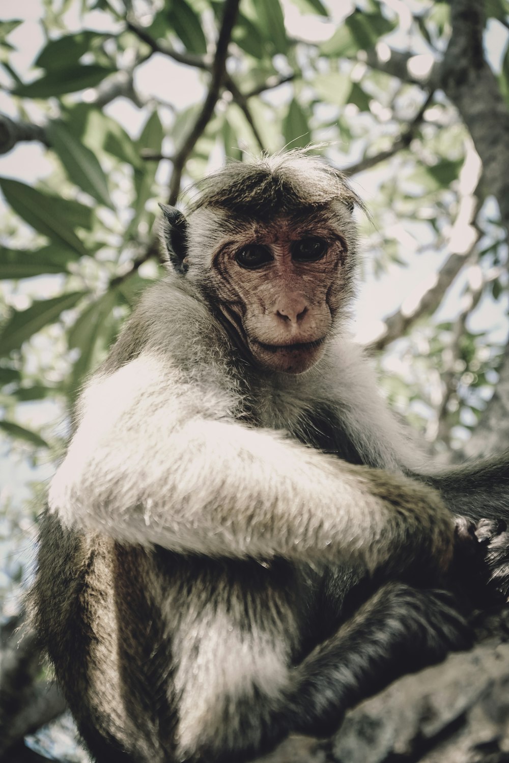 gray monkey on tree trunk