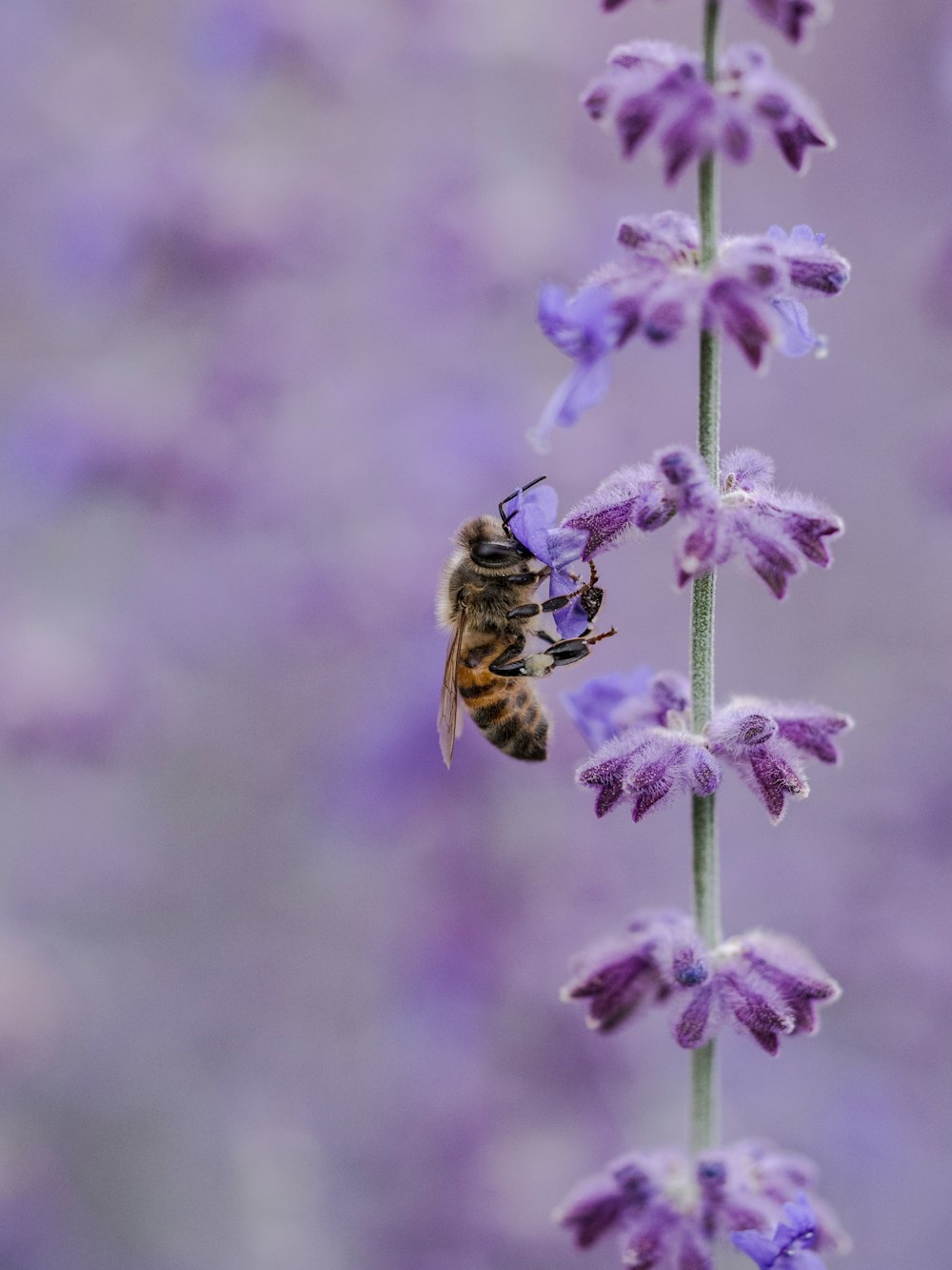 bee on purple flowe