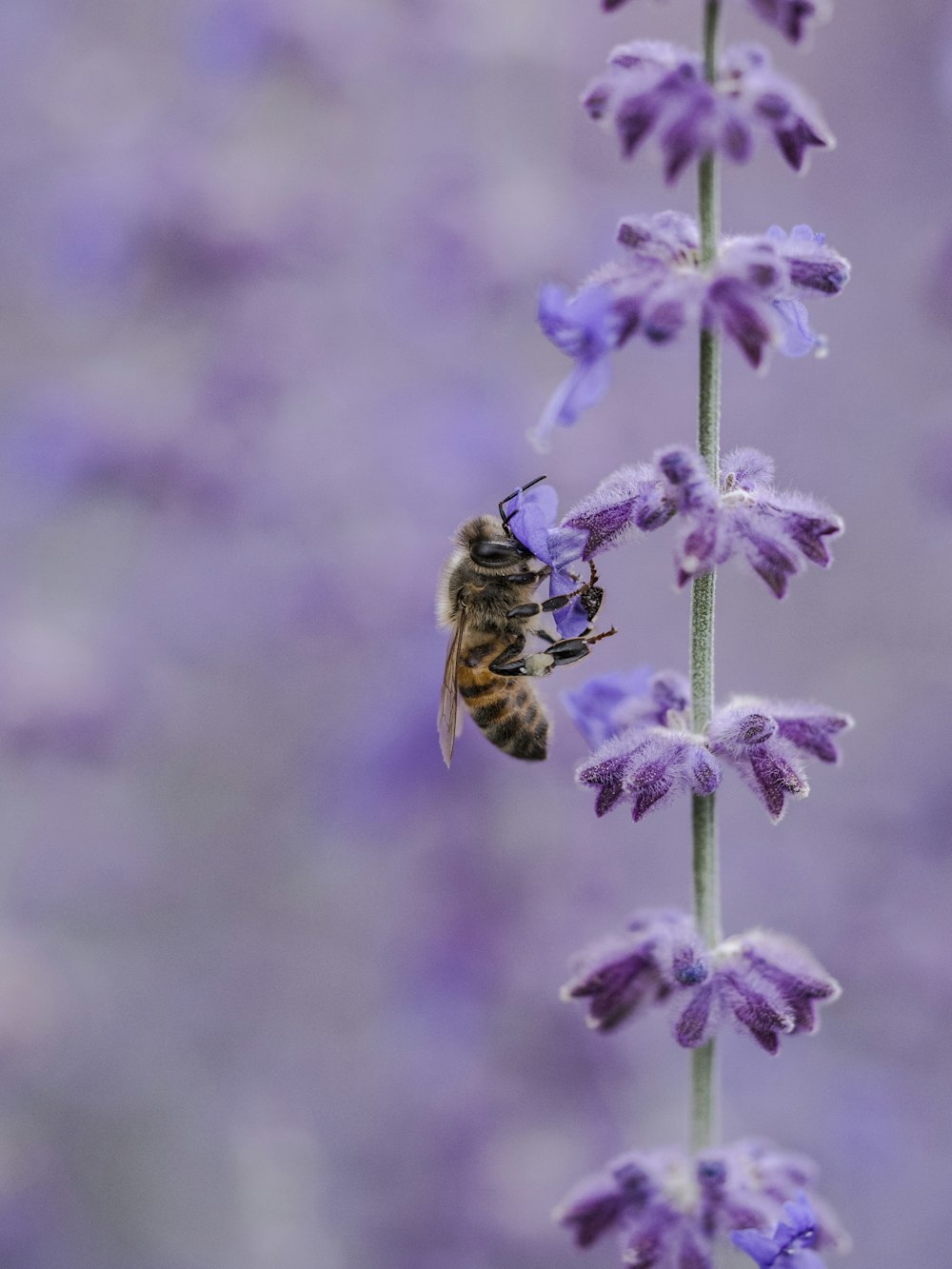 abeille sur violet flowe