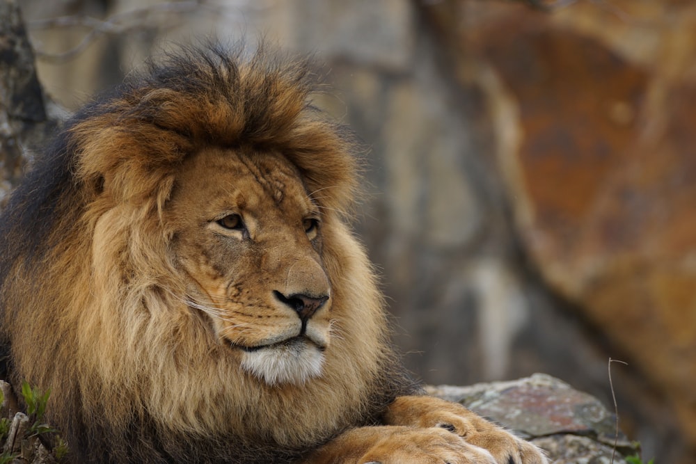 closeup photography of lion lying on rock