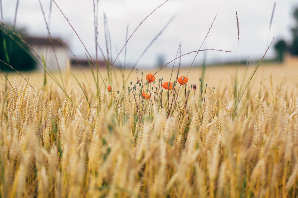 campo di riso integrale