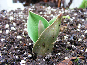 Close-up of rich, moist cocopeat ready for planting in a greenhouse setting.