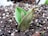 A young green plant with a thick, fleshy leaf is emerging from dark, rich soil. The soil contains small white particles scattered throughout, possibly perlite. The background is blurred, focusing attention on the plant in the foreground.