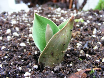 A young green plant with a thick, fleshy leaf is emerging from dark, rich soil. The soil contains small white particles scattered throughout, possibly perlite. The background is blurred, focusing attention on the plant in the foreground.