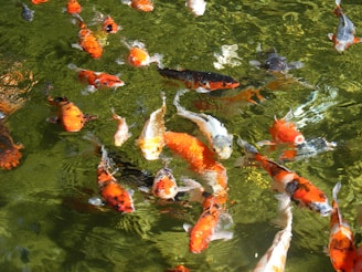 A variety of fish swimming gracefully in a clear, natural pond.