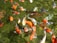 A close-up of colorful koi fish swimming in a clear, well-maintained pond.