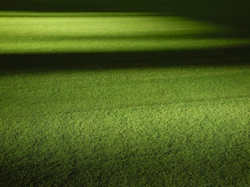 green grass field at nightime