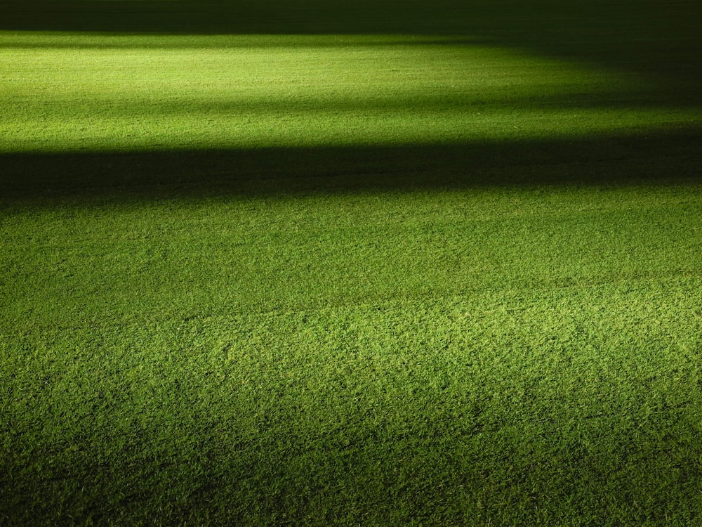 green grass field at nightime