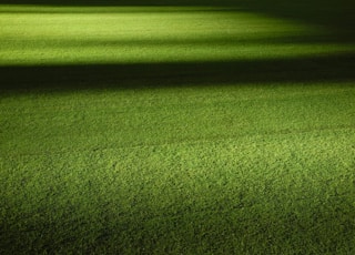 green grass field at nightime