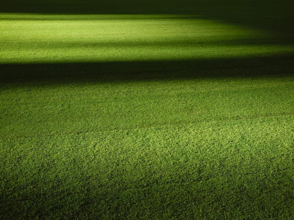 夜の緑の芝生畑
