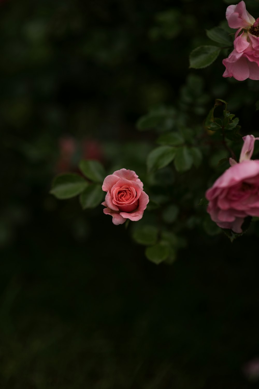 マクロ撮影のピンクのバラ