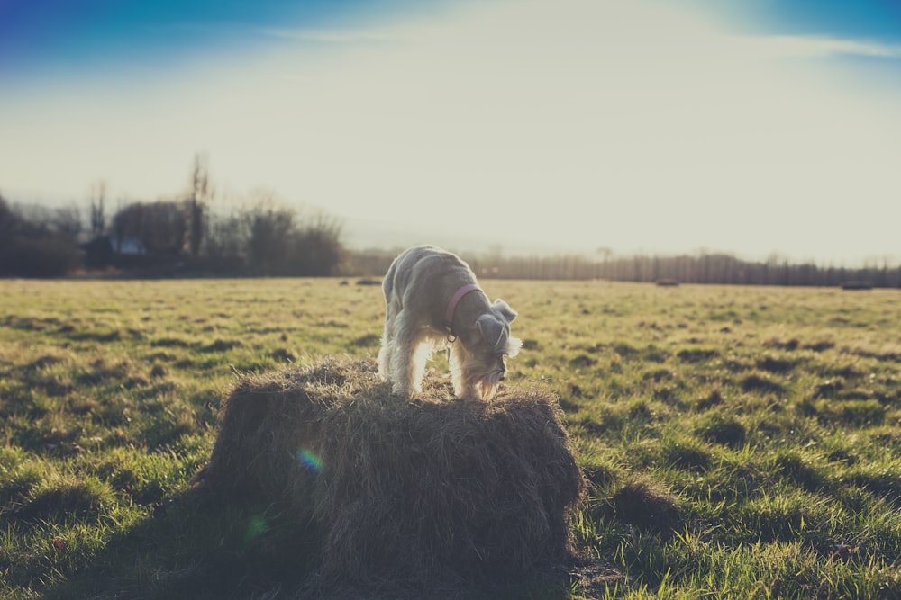 dog standing on hey