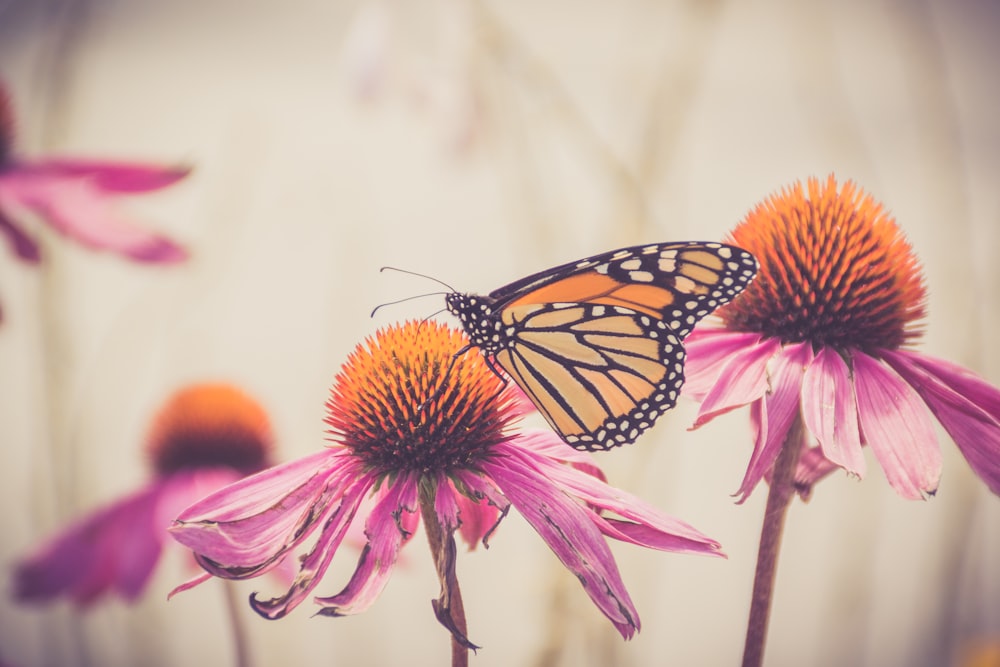 monarch butterfly perched on pink flower in close up photography during daytime