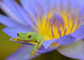 green frog on purple flower