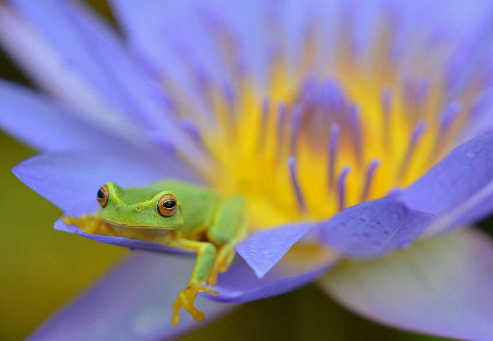 Sigma 105mm F2.8 EX DG OS HSM sample photo. Green frog on purple photography