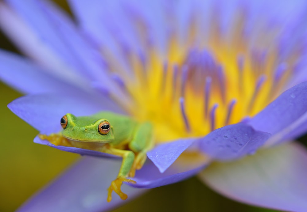 grüner Frosch auf lila Blume