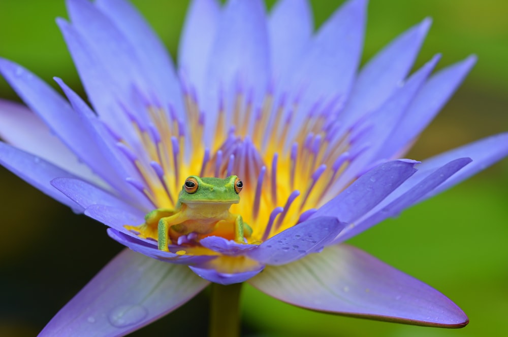 紫色の花びらの花の上に赤い目のカエル