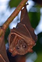 A bat hanging upside down from a branch with its wings wrapped around its body. The bat's large eyes are prominent and its fur appears soft and brown, contrasting with the darker, leathery texture of its wings. The background is blurred with shades of green from the leaves.