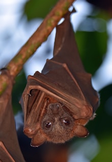 A bat hanging upside down from a branch with its wings wrapped around its body. The bat's large eyes are prominent and its fur appears soft and brown, contrasting with the darker, leathery texture of its wings. The background is blurred with shades of green from the leaves.
