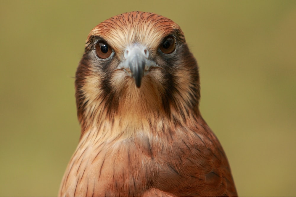 Foto de primer plano del pájaro marrón