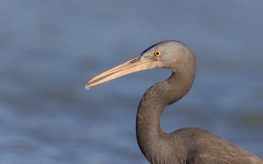 gray stork at daytime in Broome Australia