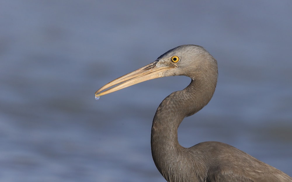 Graustorch tagsüber