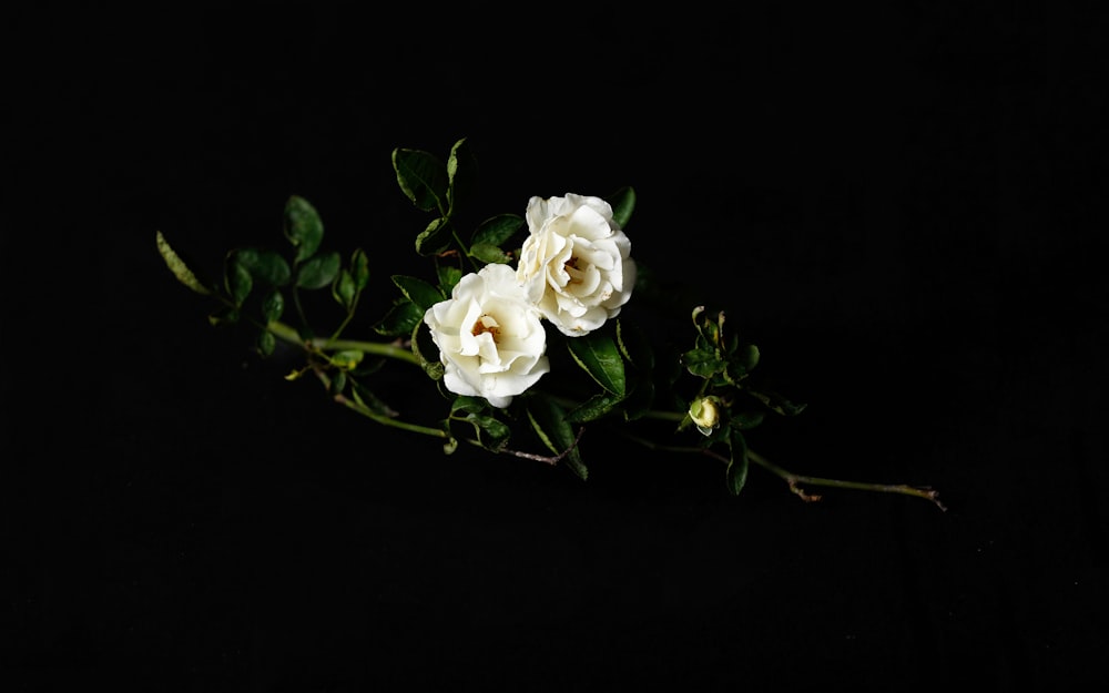 zwei weiße Rosen