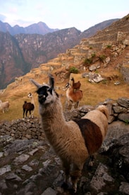 Several llamas stand on ancient stone terraces with a backdrop of rugged mountains. The scene is serene, with the animals appearing calm amidst a beautifully natural and historical landscape.