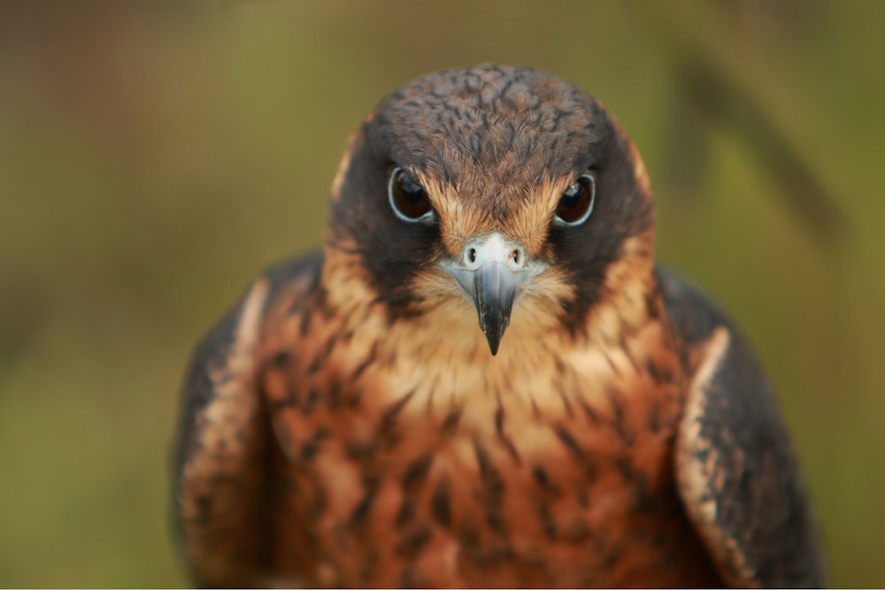 Foto de enfoque selectivo de pájaro marrón