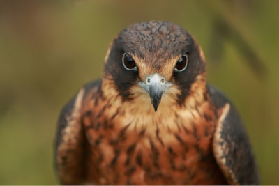 selective focus photo of brown bird fierce zoom background