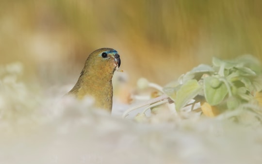 selective focus of bird near plant in Bremer Bay Australia