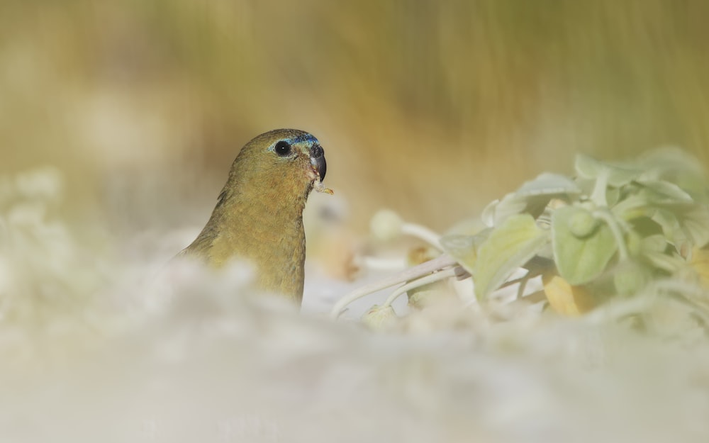 selective focus of bird near plant