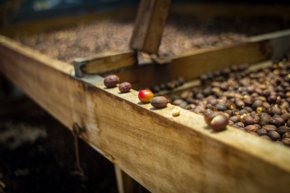 A close-up of coffee beans in different stages of drying on a wooden table. The beans vary in color, with some being ripe and red while others are darker and more dried. The table has a rustic appearance, suggesting a traditional or artisanal coffee production setting.