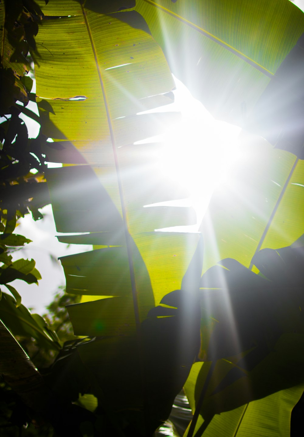 the sun is shining through the leaves of a tree