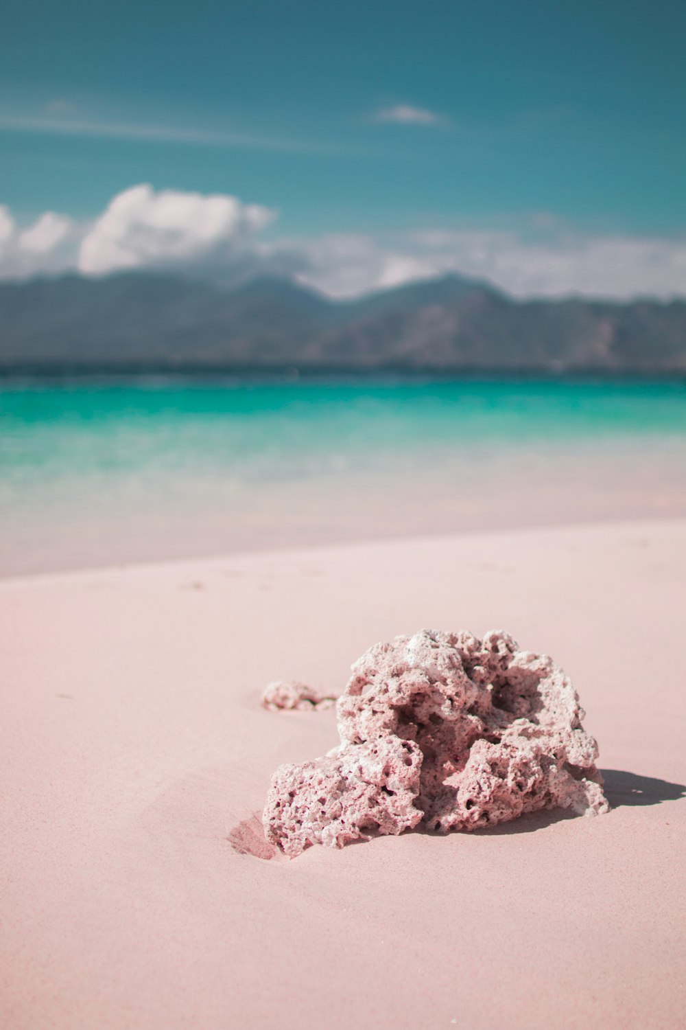 gray ocean coral on shore close up photo