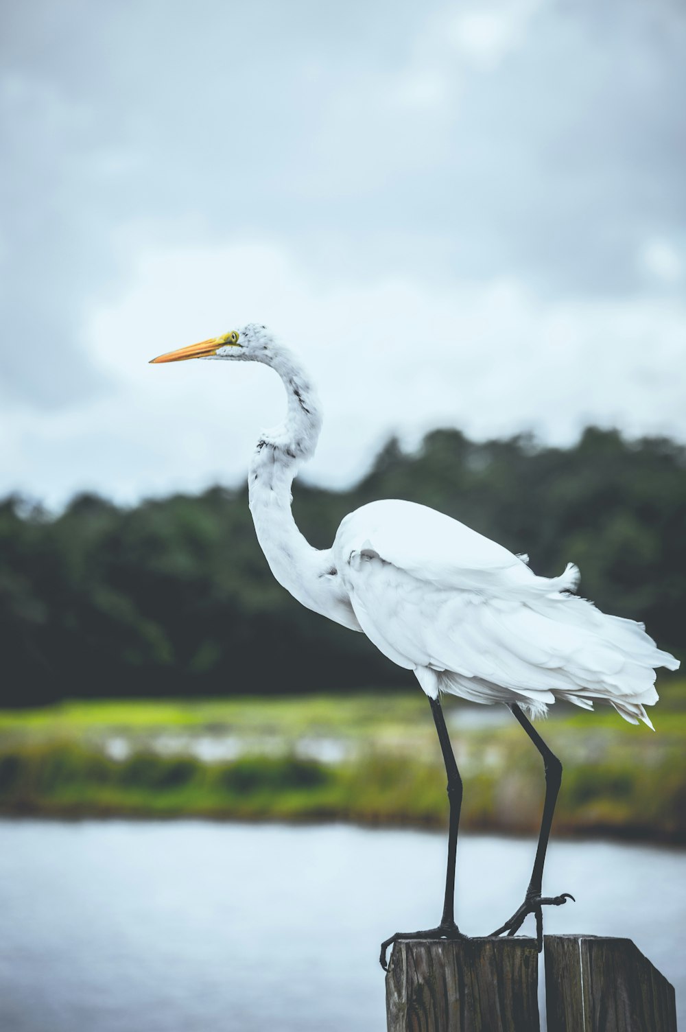 white and black bird perched on post on body of water near land during day during day