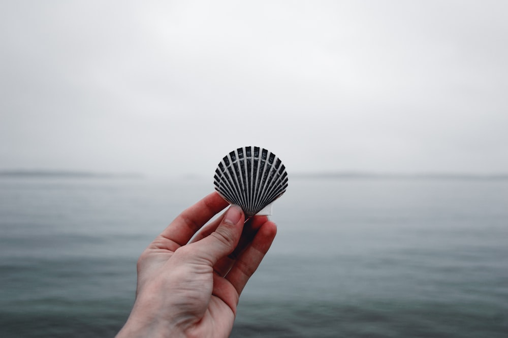 person holding black seashell