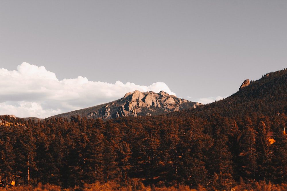 mountain and forest scenery