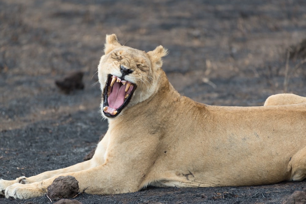 lioness leaning soil
