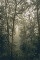 twilight photography of green leafed forest