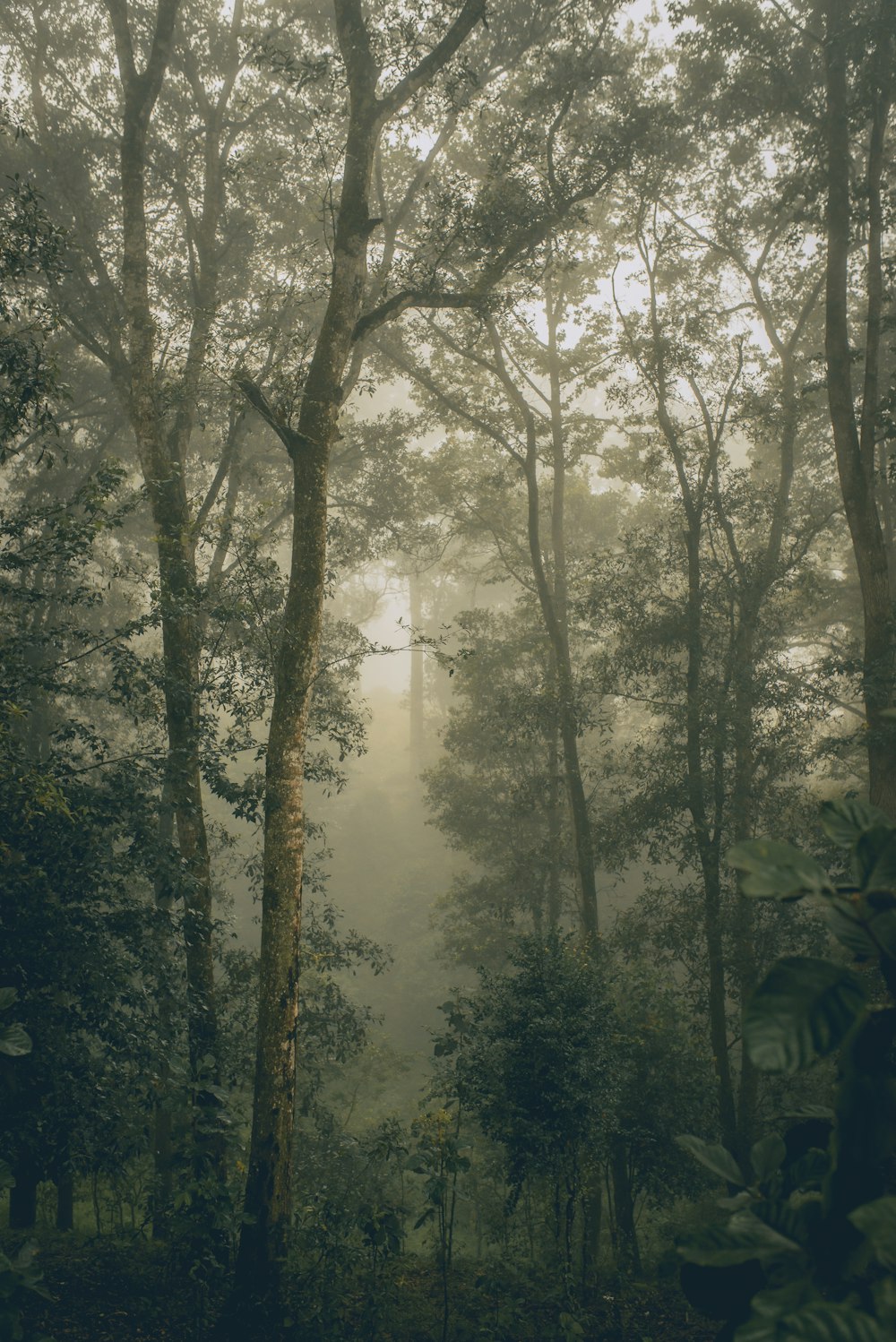Fotografía crepuscular del bosque de hojas verdes