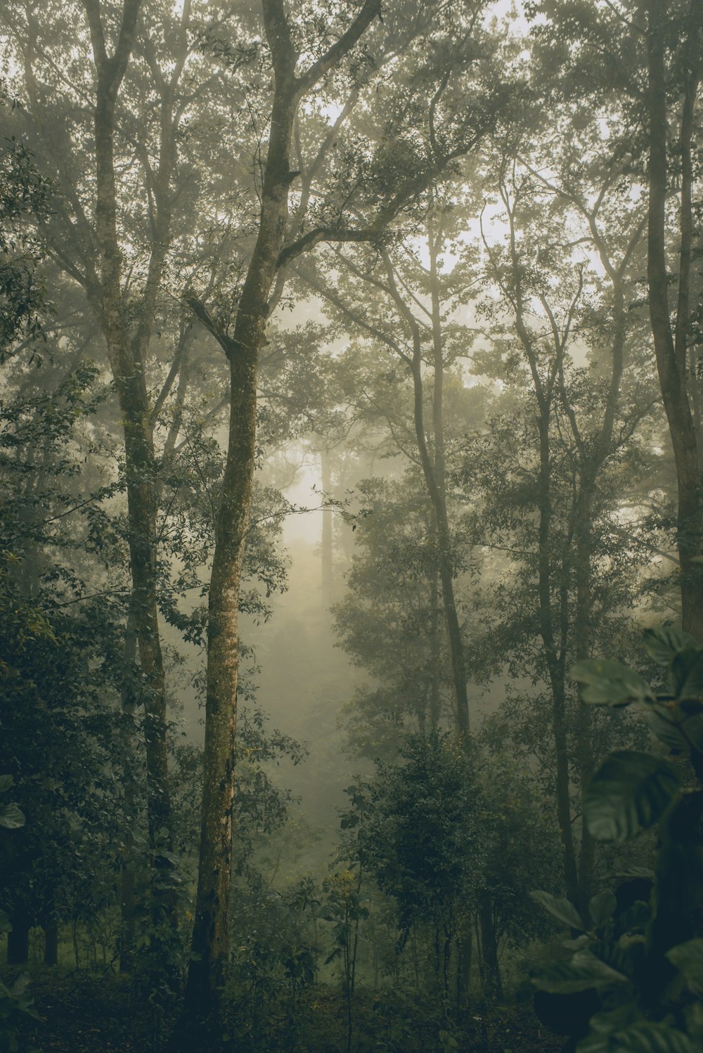 twilight photography of green leafed forest