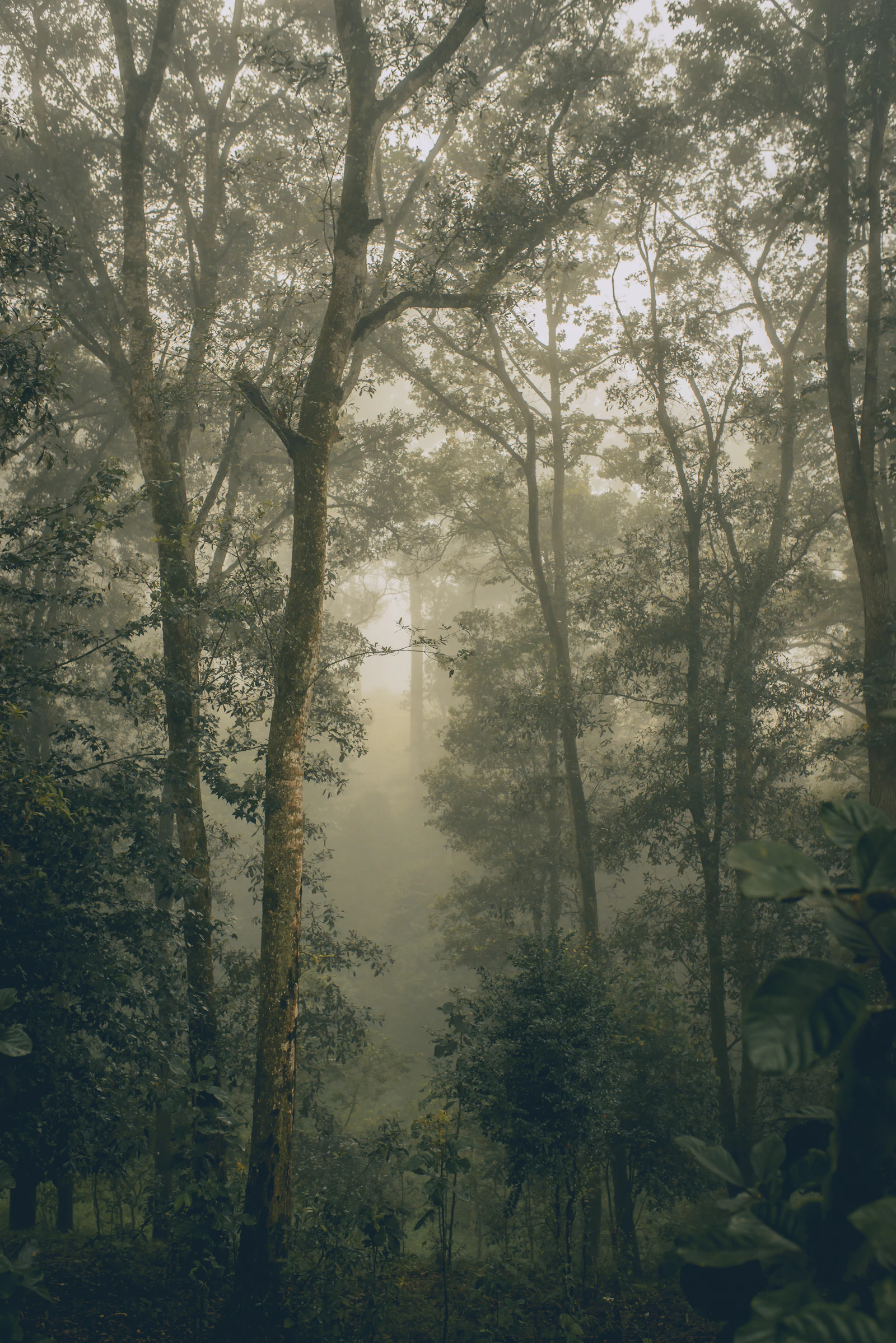 Twilight light breaking through a green forest