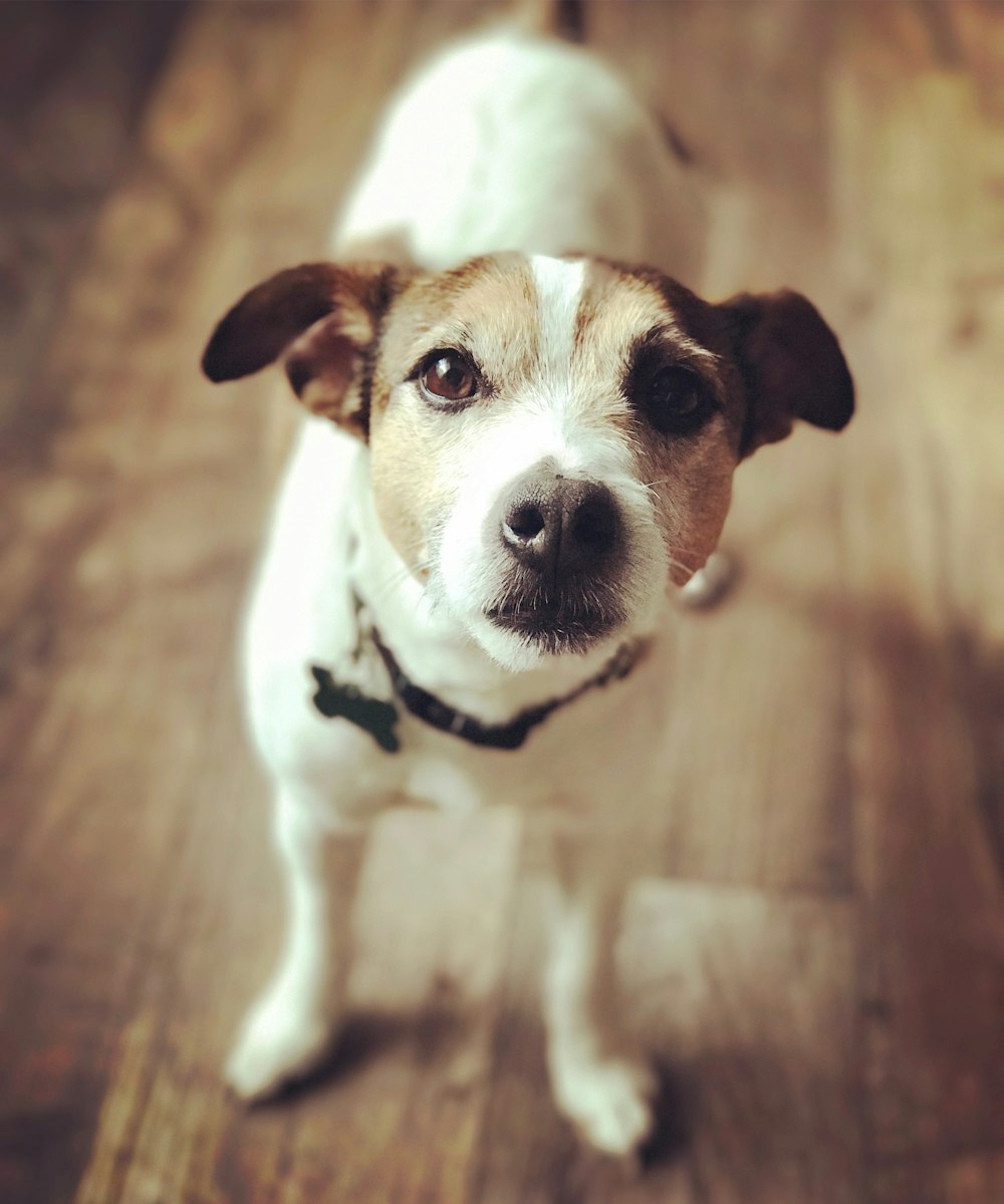 white and brown dog in shallow focus lens