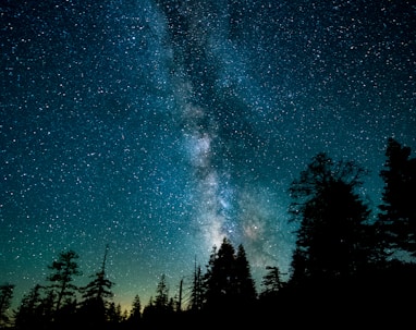 silhouette photo of trees during night time