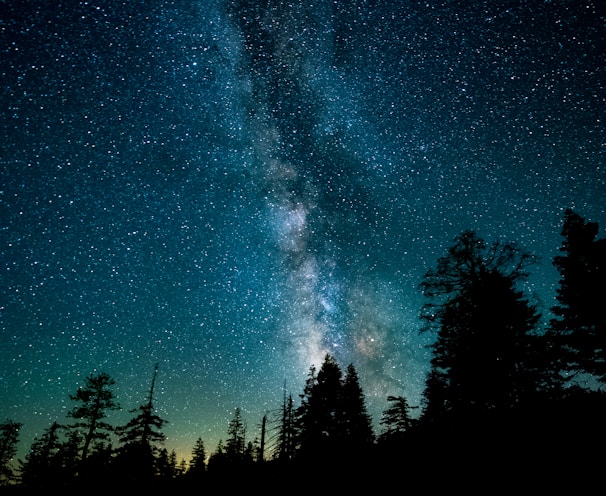 silhouette photo of trees during night time