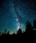silhouette photo of trees during night time