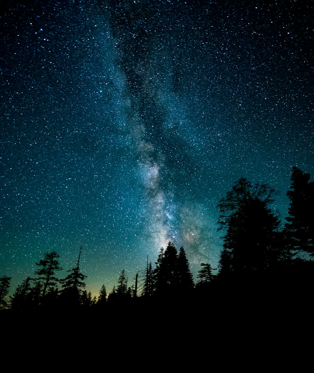 silhouette photo of trees during night time