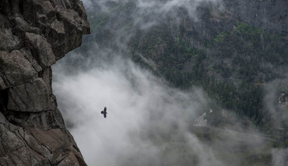 bird flying over mountian